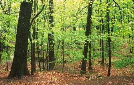 Užas u šumi kod Čačka: Pronađeno obezglavljeno tijelo žene koju su mučki ubile šumokradice
