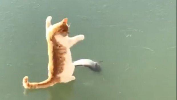 Maca u lovu na ribu - Avaz