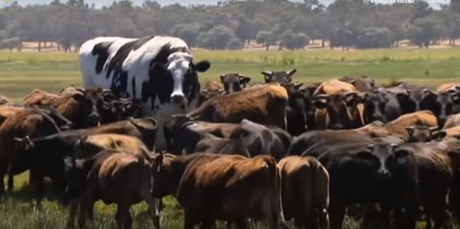 Niko ne zna razlog njegovog rasta: Upoznajte Nikersa, najvećeg bika na svijetu