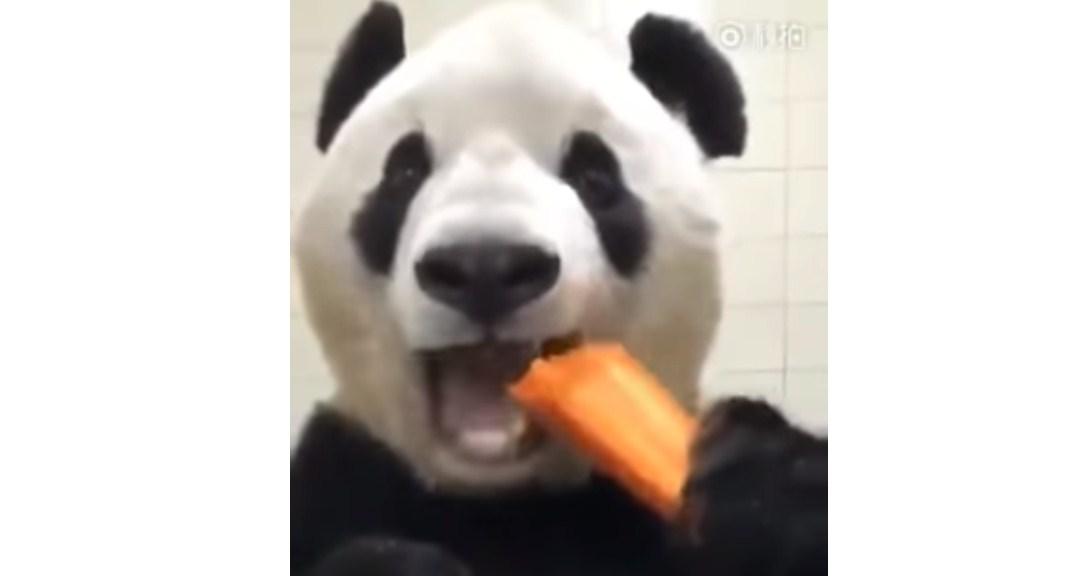 Poslije ovog snimka ponovo ćete zavoljeti mrkvu: Evo s kakvim je uživanjem panda jede