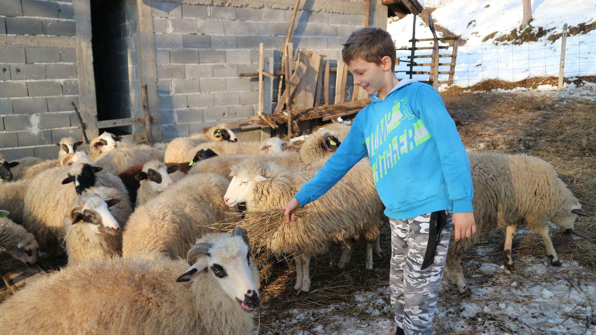Amer ponosno pozira pored svog stada: Sam se brine o ovcama - Avaz
