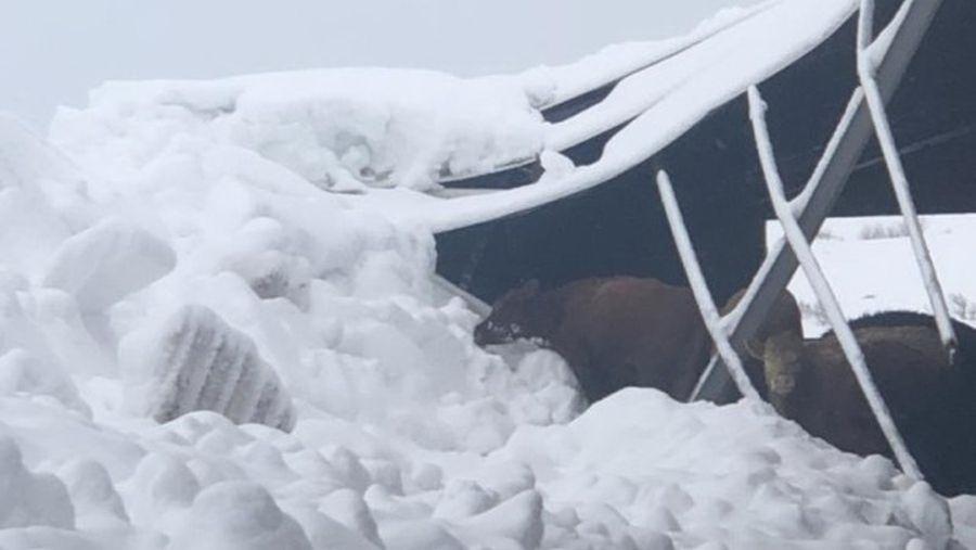 Tomislavgrad: Urušio se krov pod težinom snijega i usmrtio 15 goveda