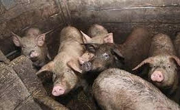 Ženu u Rusiji napale svinje koje je hranila: Pojele joj lice, uši i ramena