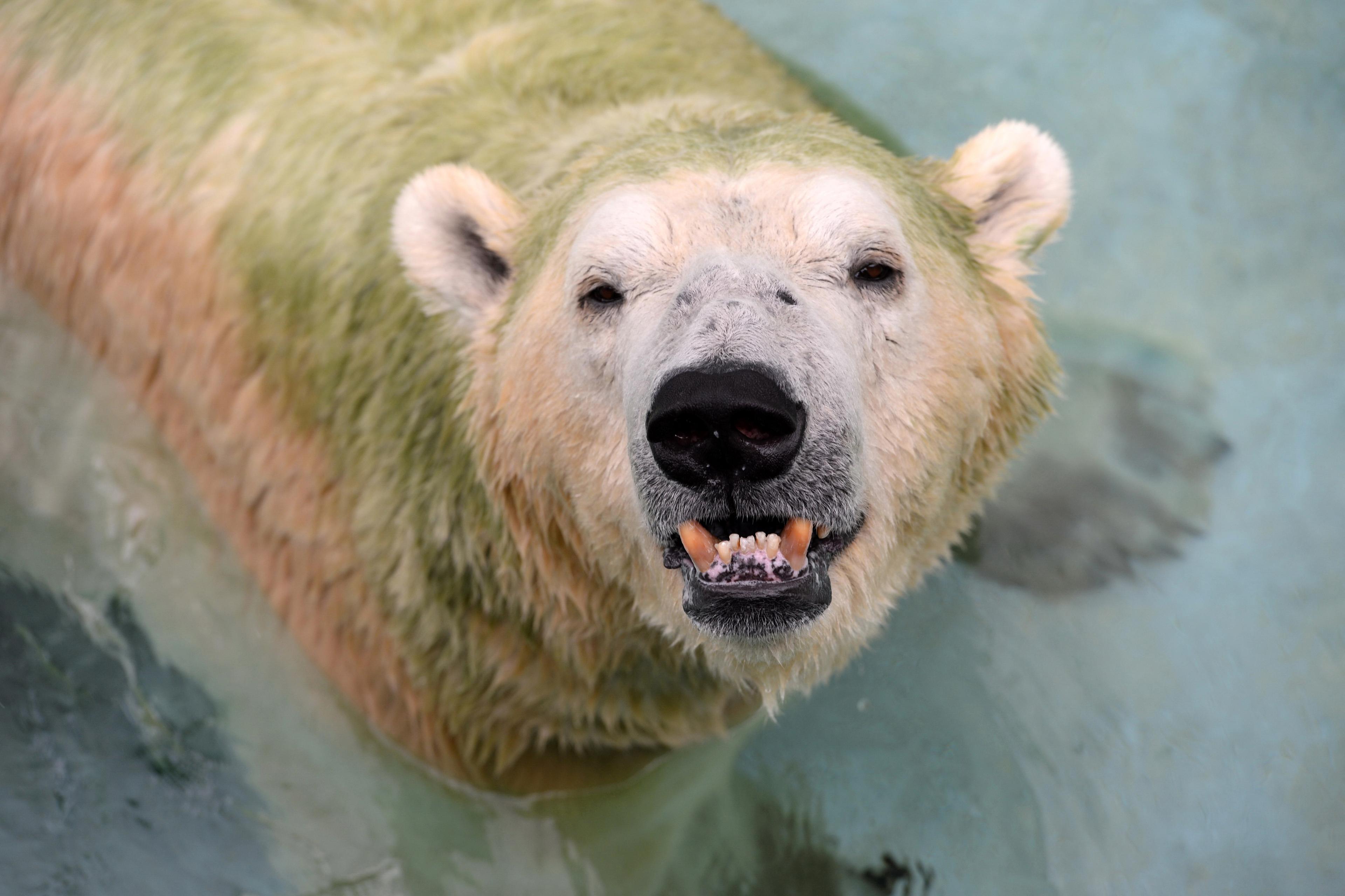 Invazija polarnih medvjeda na naselja u Rusiji
