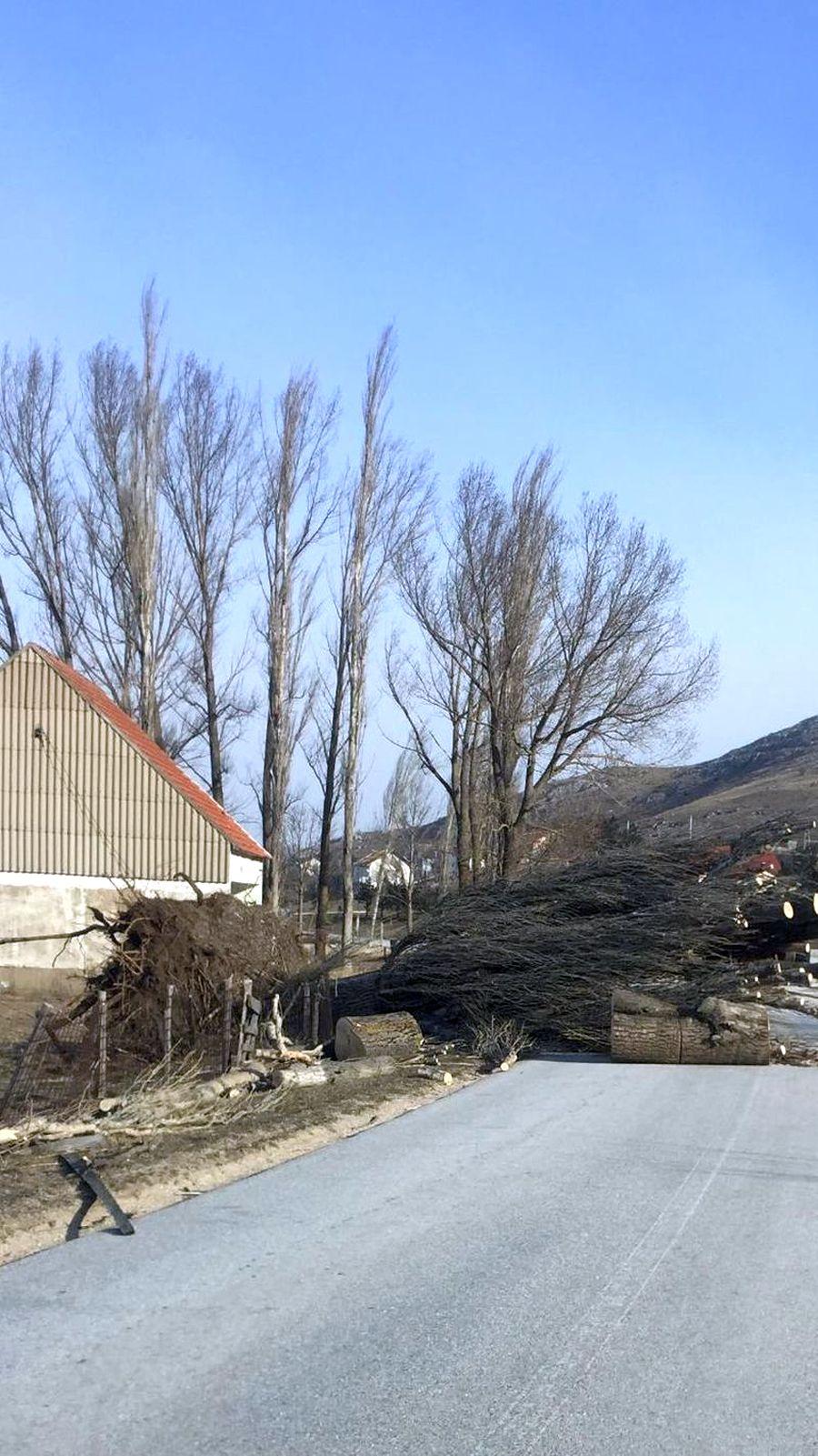 Tomislavgrad: Vjetar obarao stabla - Avaz