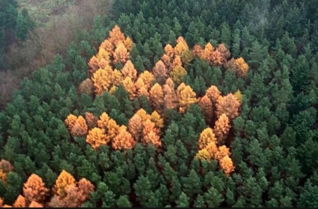 Misterija šumske svastike