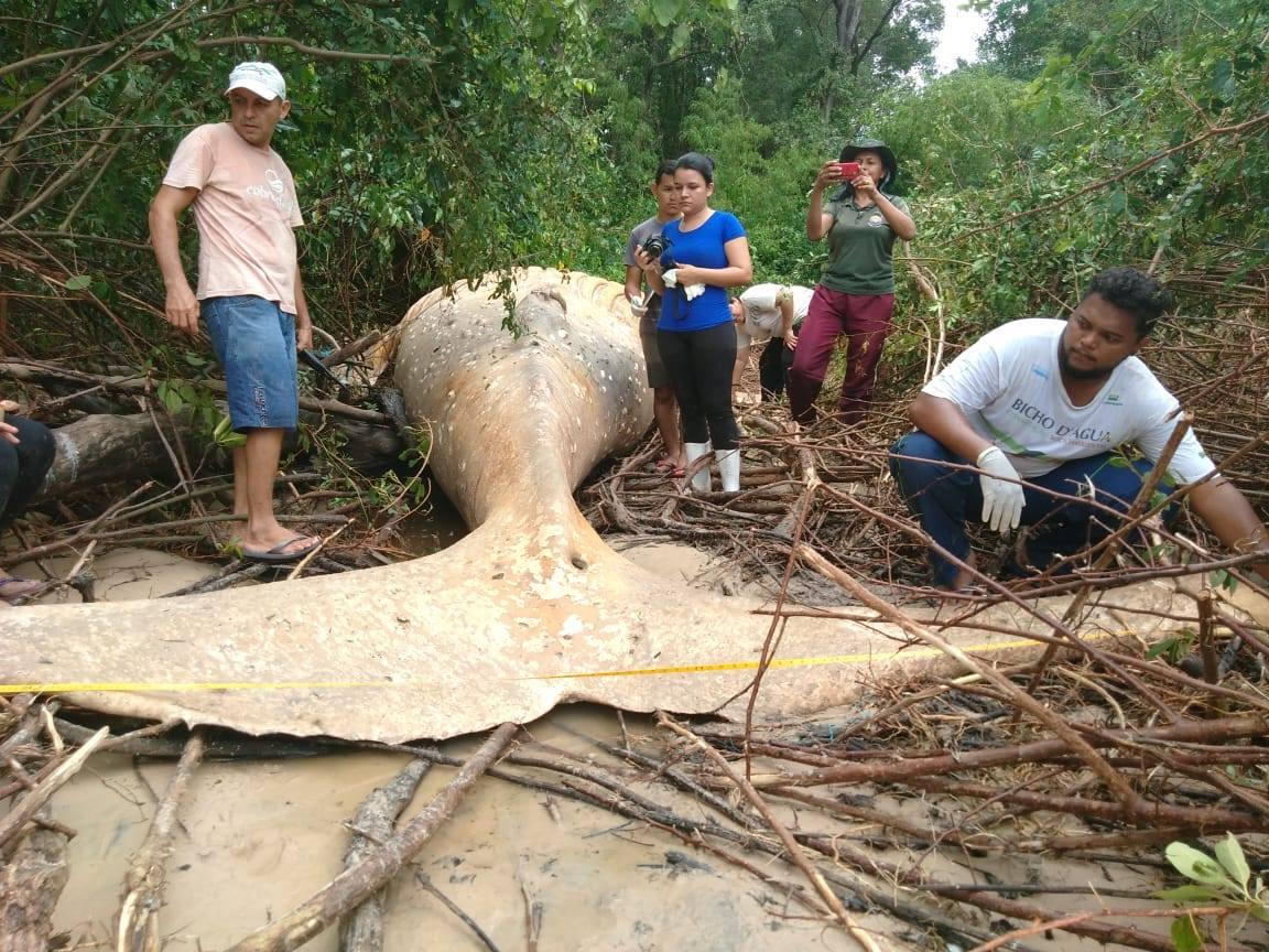 Usred šume pronašli mrtvog kita od osam metara