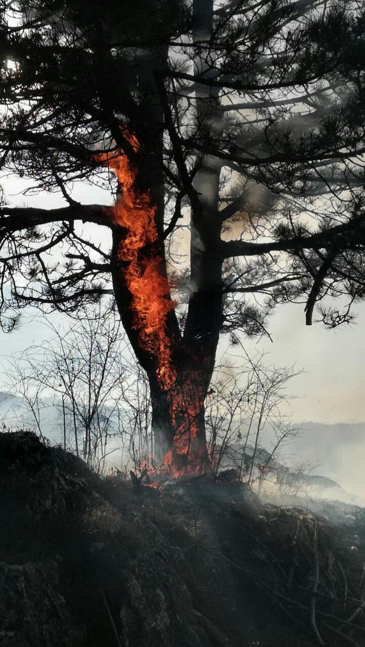 Požari kod Gacka: Gori borova šuma