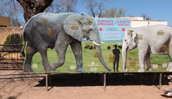 U Španiji uginula najtužnija slonica na svijetu