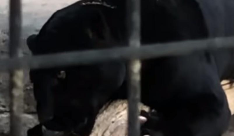 Napad jaguara u zoološkom vrtu: Žena htjela napraviti selfi, za ruku je zgrabila velika mačka
