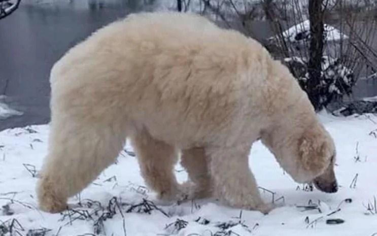 Nije polarni medvjed: Šta mislite koja je ovo životinja?