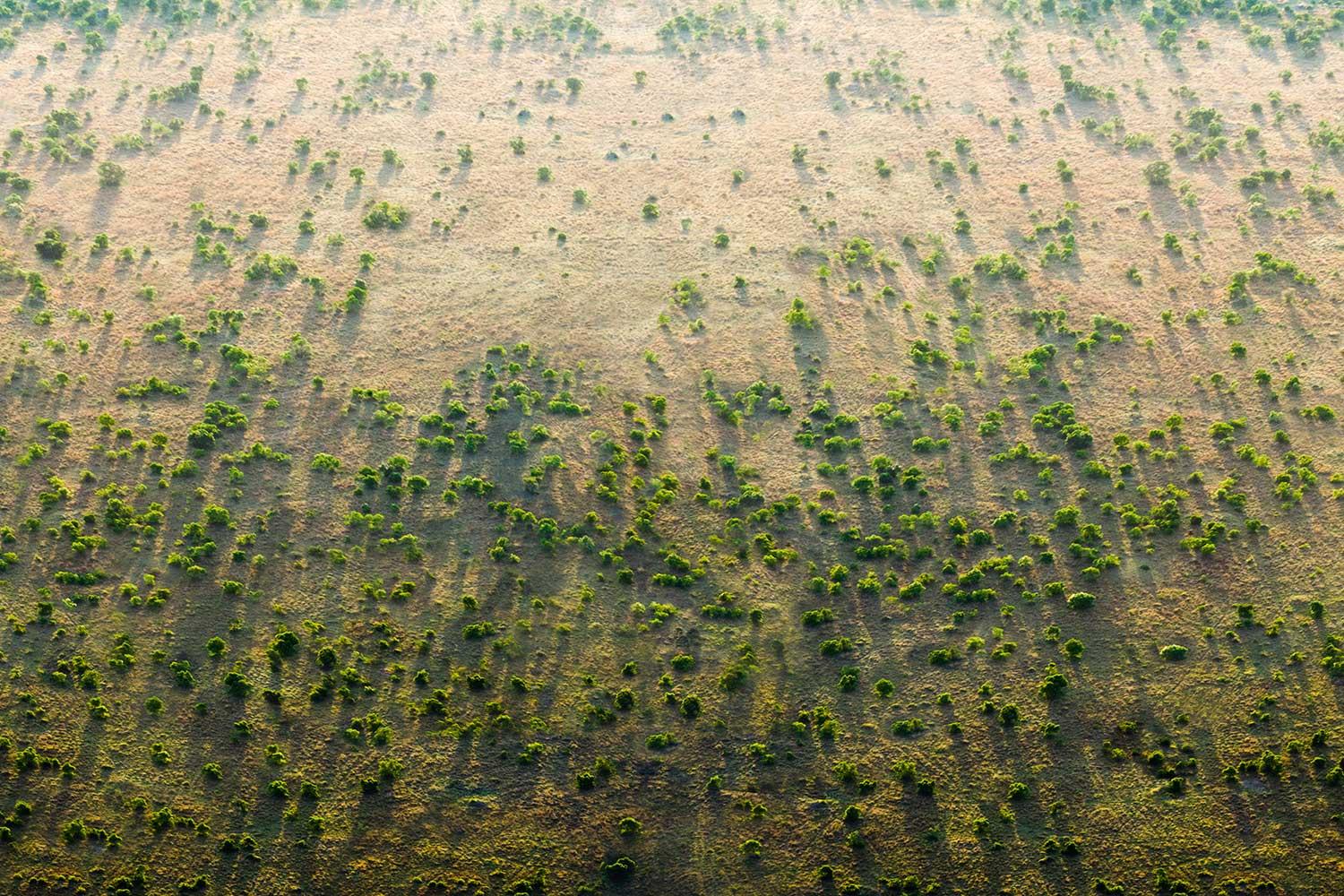 Gradi se zeleni zid od 8.000 kilometara drveća u Africi