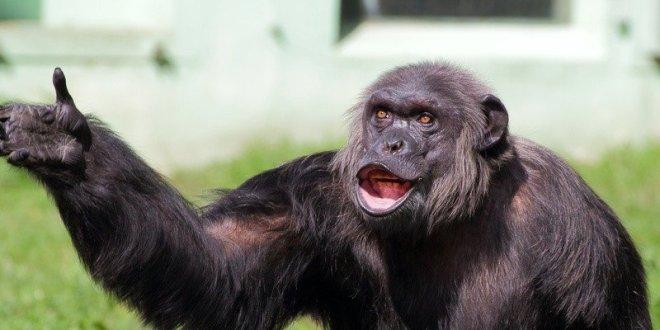 Majmuni postaju pametniji s ljudskim genom