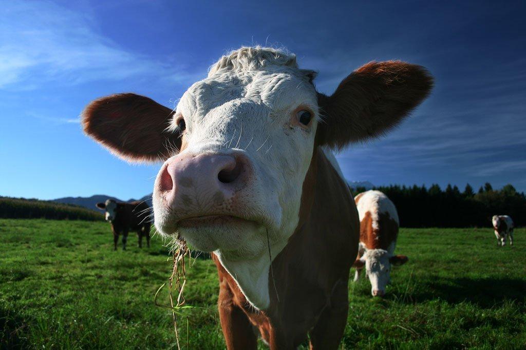 Nastavit će da zvone: Krave pobijedile na sudu u Bavarskoj