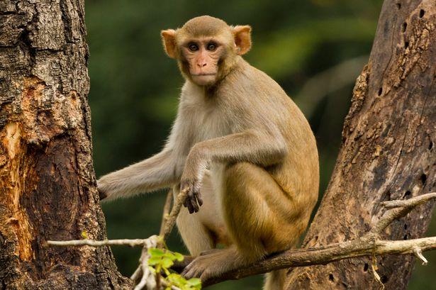 Kineski naučnici implementirali ljudske gene u mozak majmuna