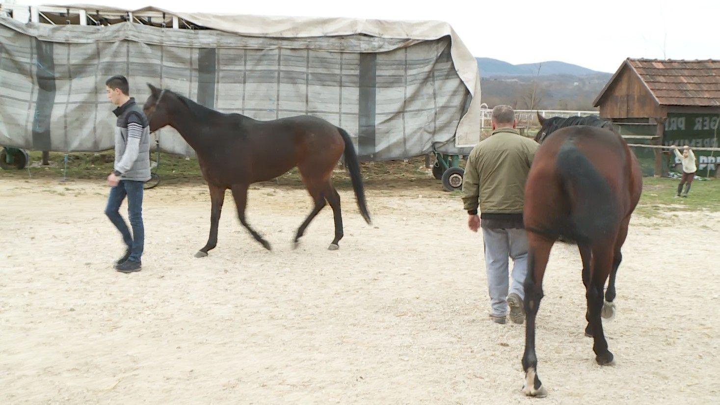 Krajišnici za konja ne žale dati desetine hiljada eura, za njim znaju i zaplakati