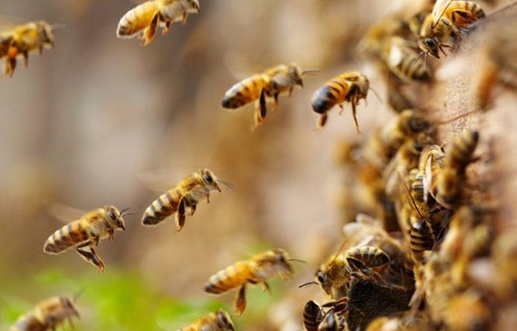 Tokom ljeta u Beču živi i do 200 miliona pčela