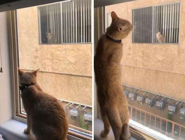 Mačke se gledale kroz prozor - Avaz