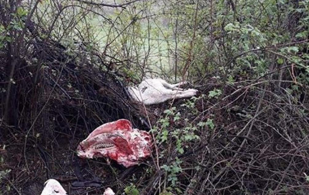 U selu Smršnica nadomak Visokog pronađeni dijelovi uginulih ovaca - Avaz