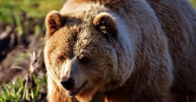 Uznemirujući video zlostavljanja životinje obišao svijet: Medvjed pada s litice, a ljudi ga kamenuju