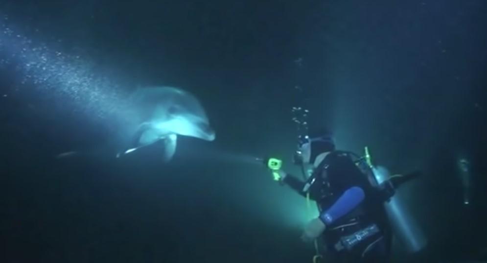 Ranjeni delfin prišao je roniocima i zatražio pomoć
