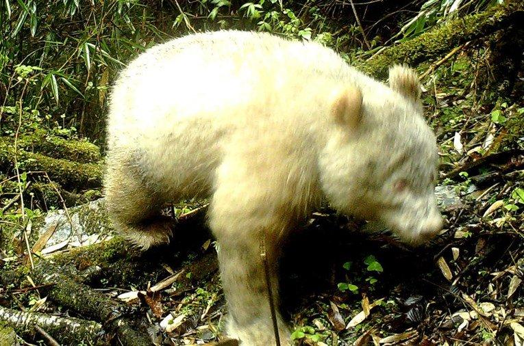 U divljini prvi put snimljena potpuno albino panda
