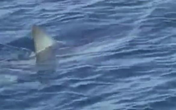 Turista snimio velikog morskog psa uz obalu Makarske