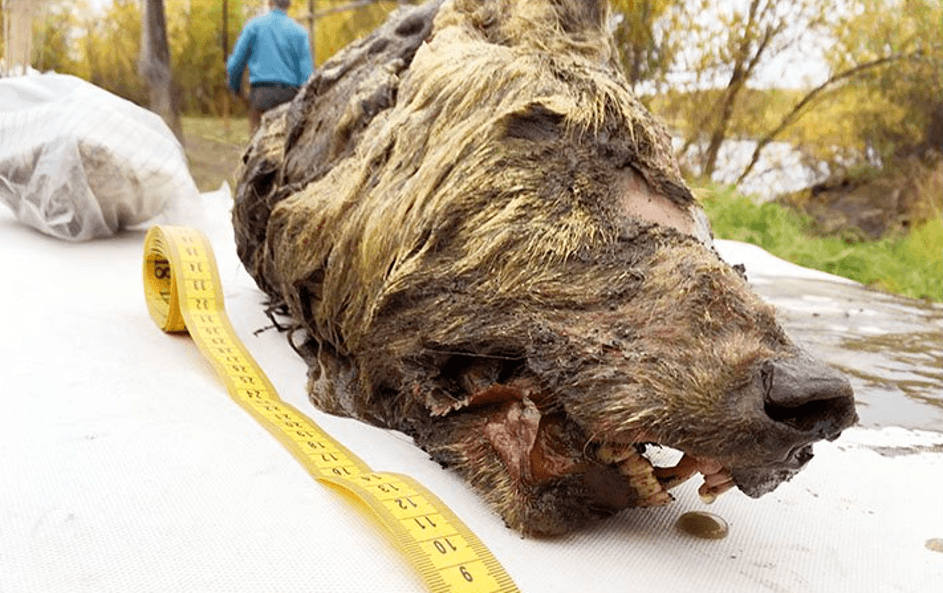 U Sibiru pronađena savršeno očuvana glava vuka stara 40.000 godina
