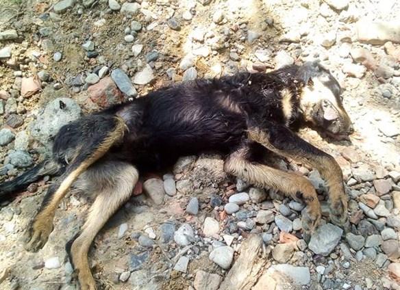 Stravičan pokolj pasa u Gradačcu: Šta se dešava?