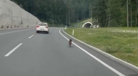 Na snimku se vidi kako pas trči sredinom ceste sam - Avaz