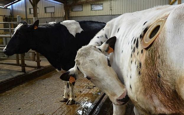 Aktivisti objavili uznemirujući snimak i otkrili šta se događa kravama u istraživačkom centru