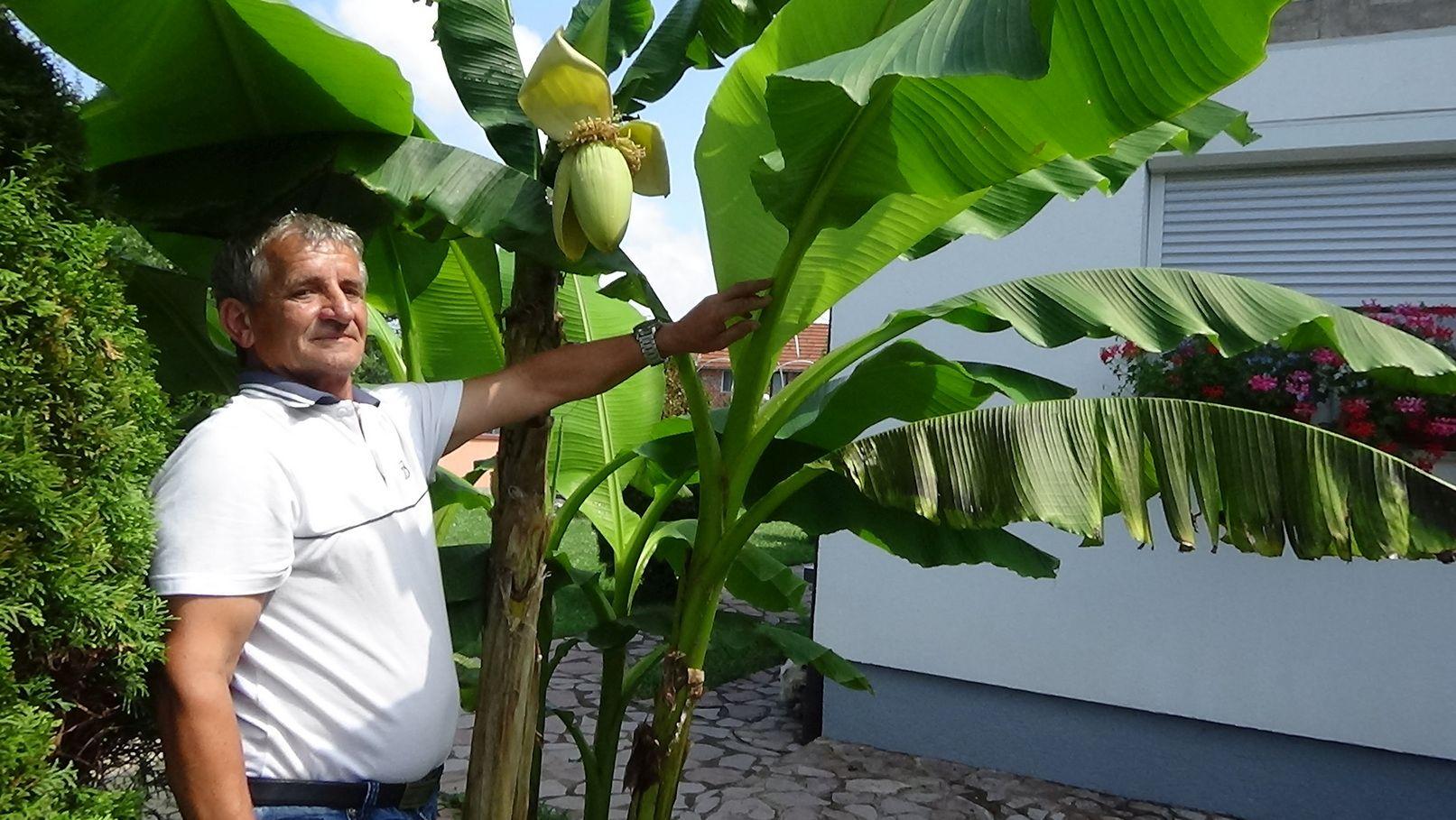 Uspješno uzgojena mala plantaža: Na jednom stablu bit će 140 banana