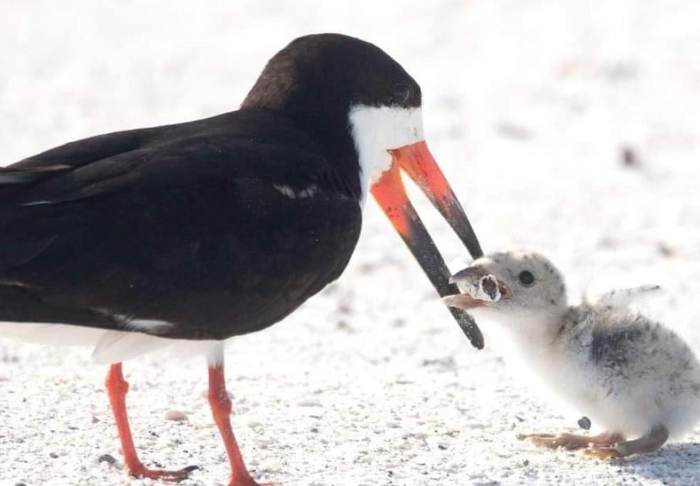 Ptica hrani opuškom svoje mladunče - Avaz