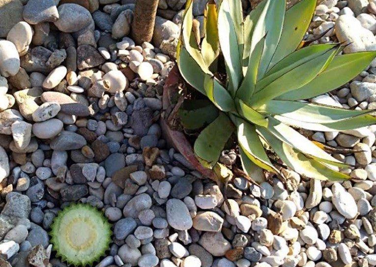 Na meti lopova i Botanička bašta: Ukrali kaktus vrijedan skoro 3.000 KM