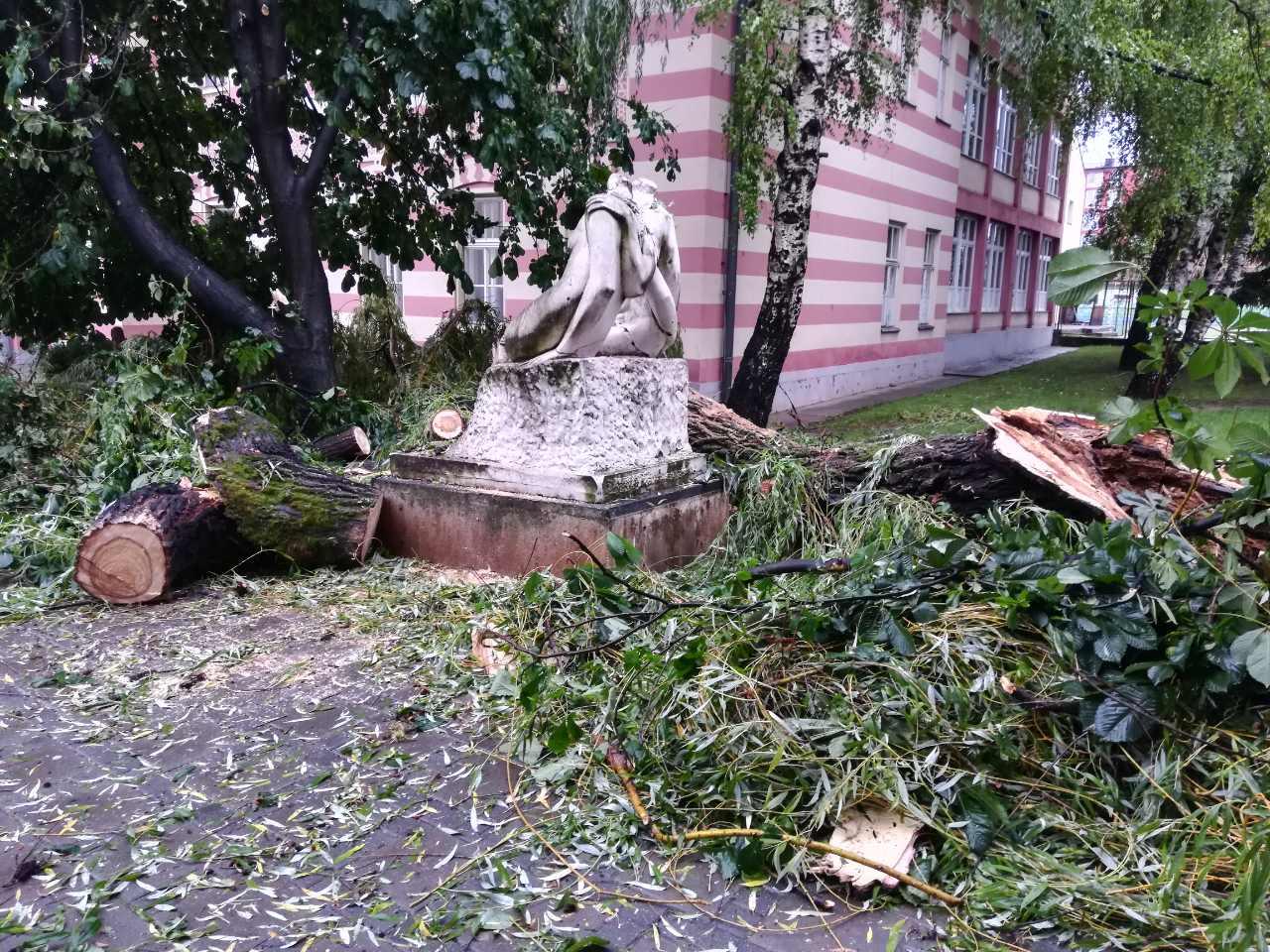 Stradala dugogodišnja vrba ispred zgrade Gimnazije - Avaz