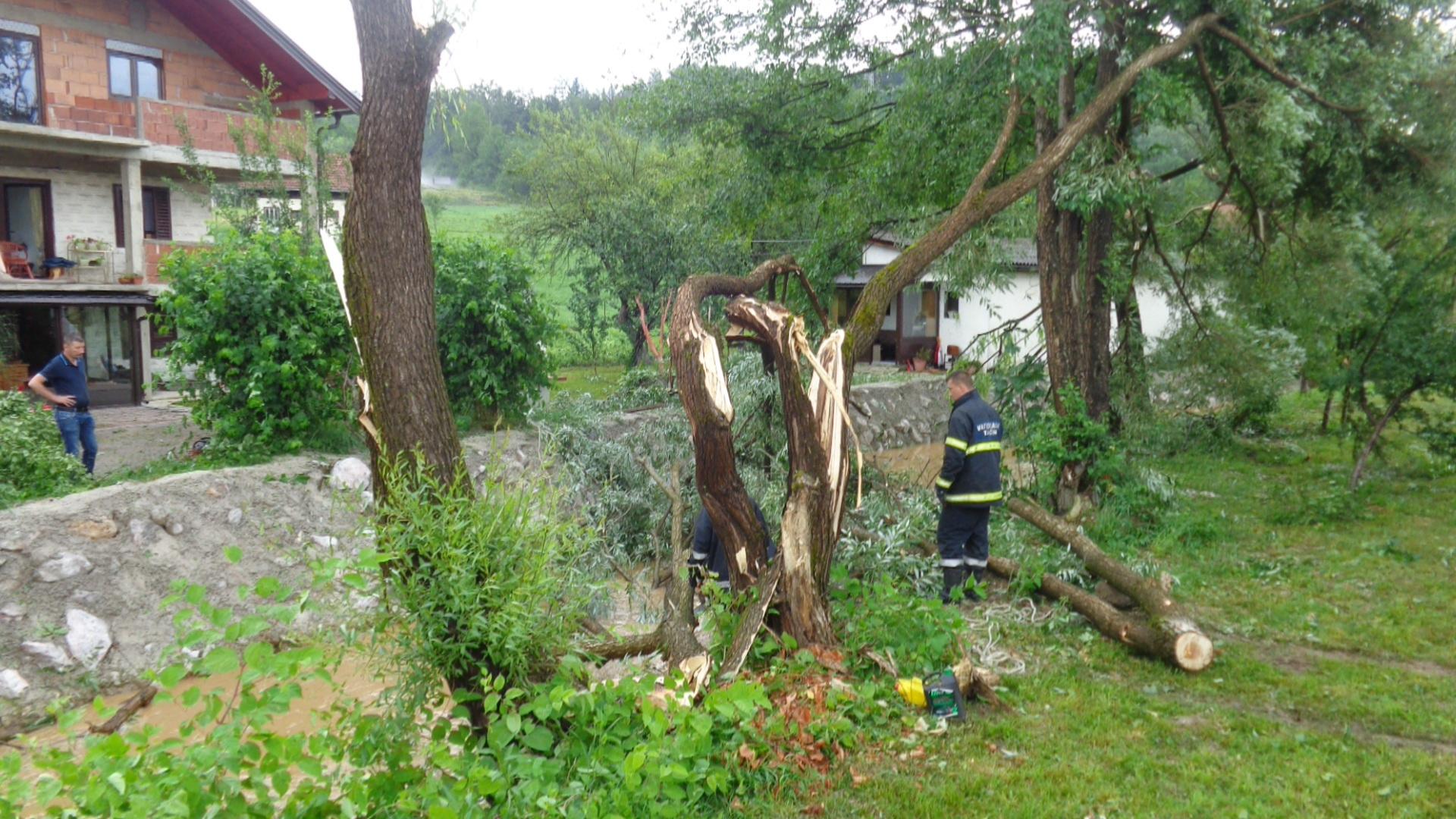 Oštećena stabla - Avaz