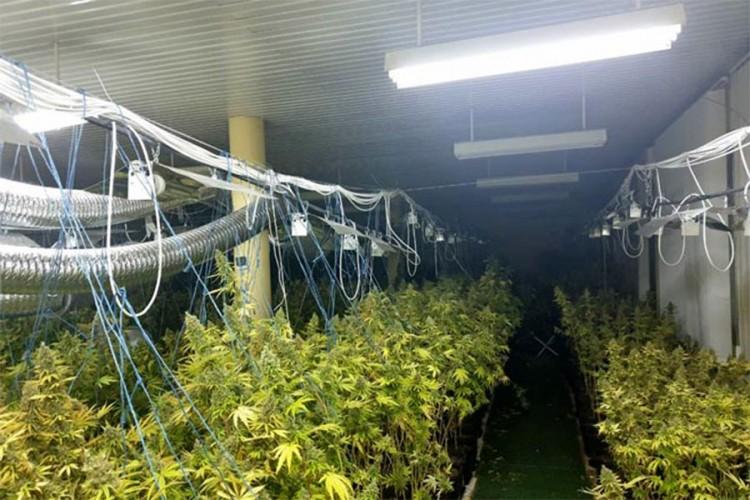Otkriven laboratorij za uzgoj marihuane - Avaz