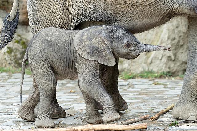 Prinova u bečkom zoološkom vrtu mladunče afričkog slona