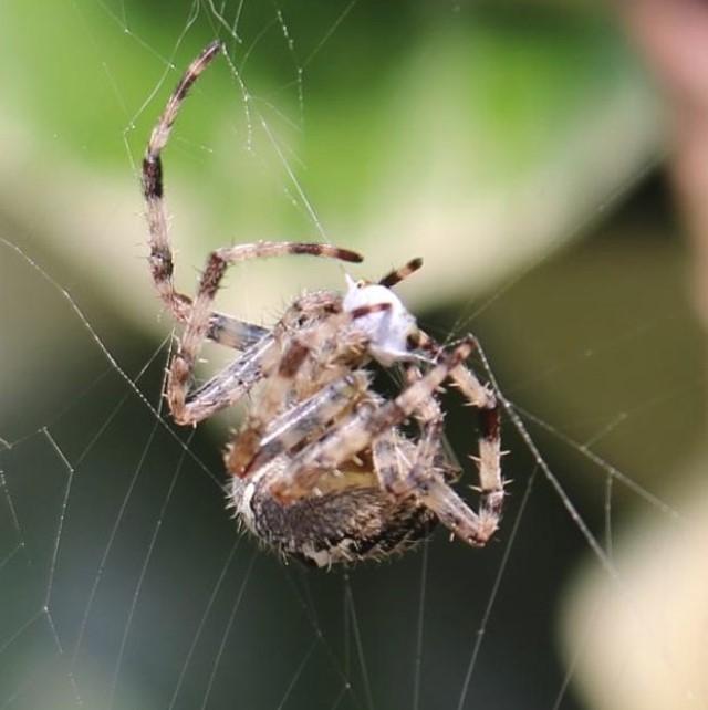 Strah od pauka kod nekih je genetički predodređen - Avaz