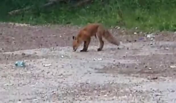Zaigrana lisica ne mari za kamere dosadnih ljudi: Snimajte, ja tražim nešto da jedem