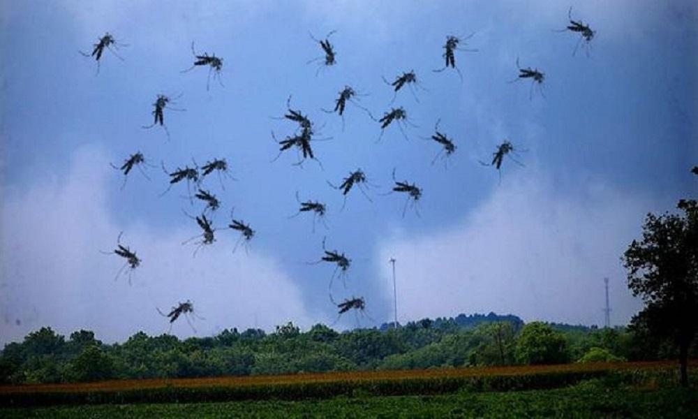 Tornado komaraca - Avaz