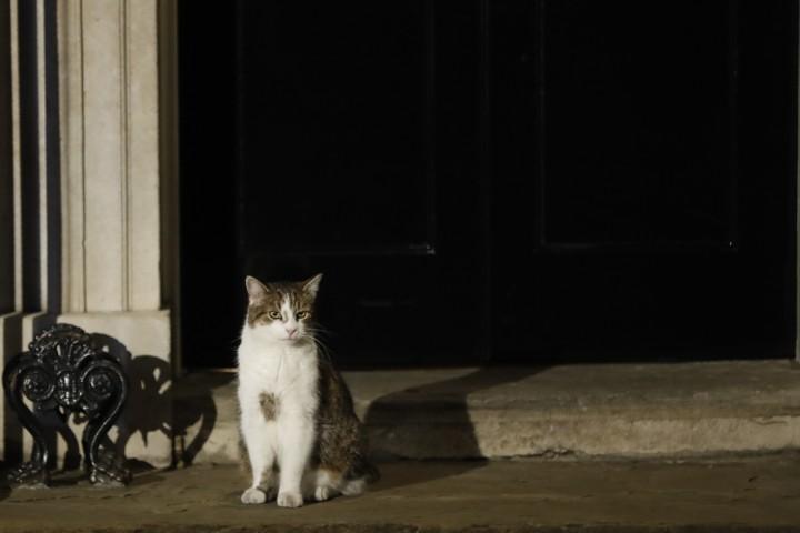 Mačak Leri: Miljenik Britanaca - Avaz