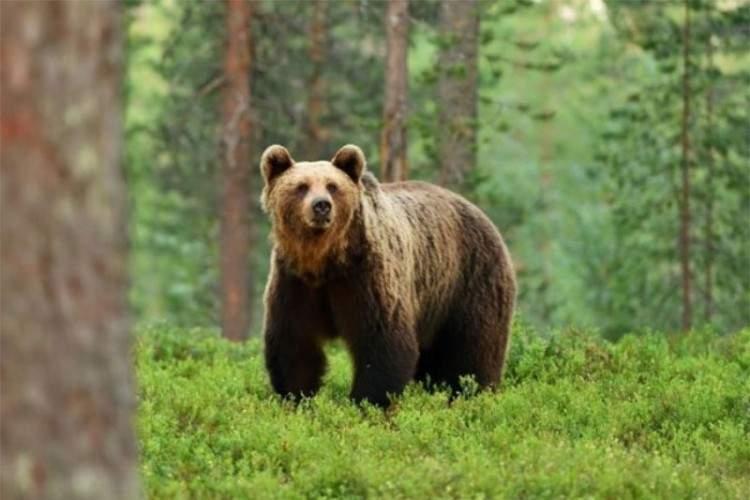 Poljoprivrednik Tomić ubio medvjeda nakon što mu je otkinuo stopalo