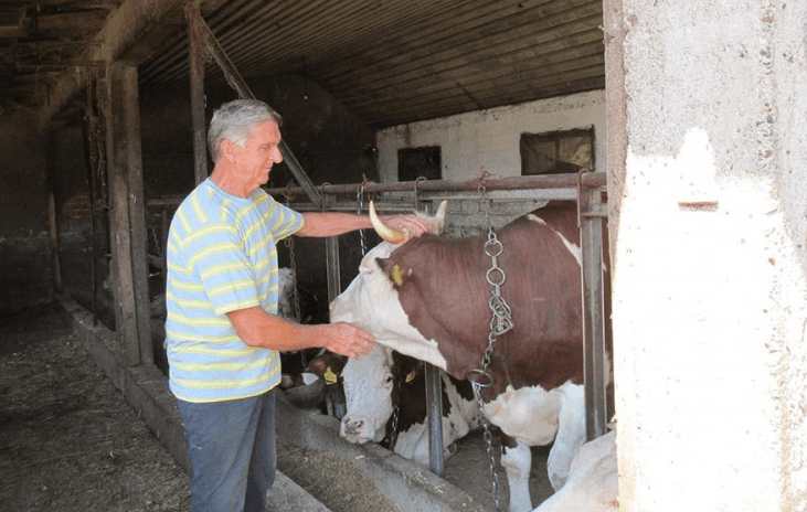 Sofrenović: Dnevno proizvede 800 litara mlijeka - Avaz