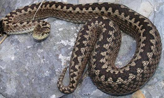 Balkanski šargan: Najmanja zmija otrovnica u Evropi - Avaz