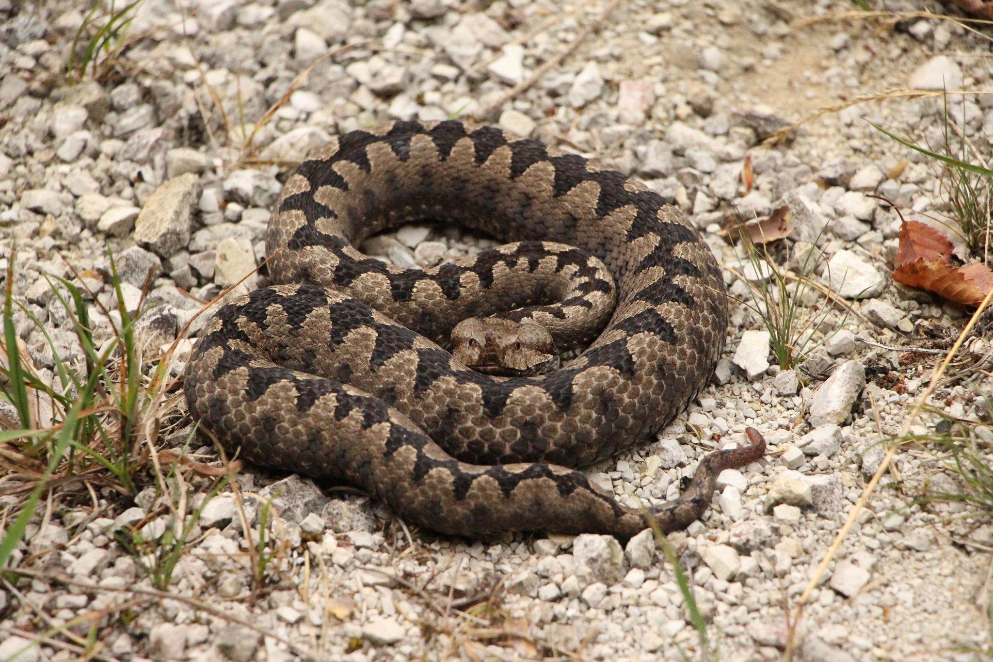 Znate li koje su najopasnije zmije u Bosni i Hercegovini