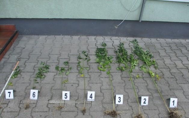 Policija pronašla sedam stabljika - Avaz