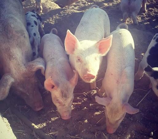 Crna Gora zabranila uvoz svinja iz Srbije - Avaz