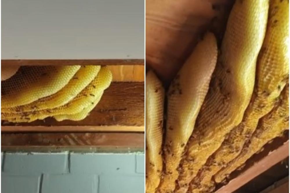 U plafonu kuće pronašli 60.000 pčela i 50 kg meda