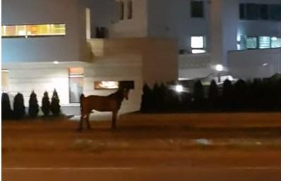 Konj šetao Tuzlom: "Šta će policija, mogu ga uzjahat samo"